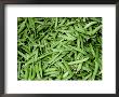 Green Beans At An Outdoor Market In New York City by Todd Gipstein Limited Edition Print