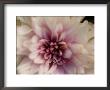 Close Up Of A Chrysanthemum Flower, Elkhorn, Nebraska by Joel Sartore Limited Edition Print