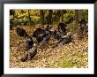 Gaggle Of Wild Turkeys, Lexington, Massachusetts by Tim Laman Limited Edition Print