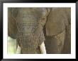 African Elephant At The Henry Doorly Zoo In Omaha, Nebraska by Joel Sartore Limited Edition Print