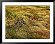 Shoreline Grasses Being Bown By The Wind, Groton, Connecticut by Todd Gipstein Limited Edition Print