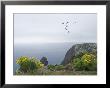 Brown Pelicans Fly Over Santa Cruz Island, California by Rich Reid Limited Edition Print