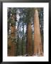 Giant Sequoias Trees Above Round Meadow, California by Rich Reid Limited Edition Print
