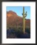 Sonoran Desert Scene With Saguaro Cactus by George Grall Limited Edition Pricing Art Print