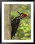 Pileatd Woodpecker Scales A Pine Tree Trunk by George Grall Limited Edition Print