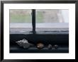 Sea Shells On The Window Sill Of Historic Lighthouse, Stonington, Connecticut by Todd Gipstein Limited Edition Print