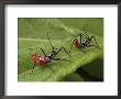 Two Assasin Wheel Bug Larvae by George Grall Limited Edition Pricing Art Print