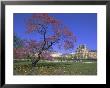 Jardin Des Tuileries And Musee Du Louvre, Paris, France, Europe by Neale Clarke Limited Edition Print