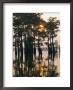 Atchafalaya Swamp, 'Cajun Country', Louisiana, Usa by Sylvain Grandadam Limited Edition Pricing Art Print