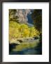 Golden Cottonwood Trees On Banks Of The Virgin River, Zion National Park, Utah, Usa by Ruth Tomlinson Limited Edition Print