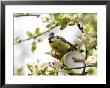 Blue Tit, (Parus Caeruleus), Bielefeld, Nordrhein Westfalen, Germany by Thorsten Milse Limited Edition Print