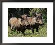 Warthogs (Phacochoerus Aethiopicus), Addo Elephant National Park, South Africa, Africa by James Hager Limited Edition Print