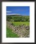 Dry Stone Wall, Swaledale, North Yorkshire, England, Uk, Europe by Jonathan Hodson Limited Edition Print