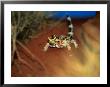 Thorny Devil, Australia by Chris Mellor Limited Edition Print