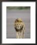 Lion (Panthera Leo) Walking Towards Camera, Serengeti National Park, Tanzania, East Africa, Africa by James Hager Limited Edition Print