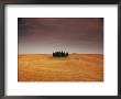 Cypress Trees In Tuscan Field, Val D'orcia, Siena Province, Tuscany, Italy by Sergio Pitamitz Limited Edition Print