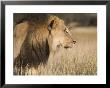 Lion (Panthera Leo), Kgalagadi Transfrontier Park, South Africa, Africa by Ann & Steve Toon Limited Edition Print
