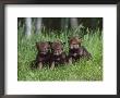 Gray Wolf Pups (Canis Lupus), 27 Days Old, In Captivity, Minnesota, Usa by James Hager Limited Edition Print