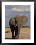 African Elephant, Loxodonta Africana, Savuti, Chobe National Park, Botswana, Africa by Thorsten Milse Limited Edition Print
