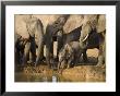 Baby Elephant, Loxodonta Africana, Eastern Cape, South Africa by Ann & Steve Toon Limited Edition Print