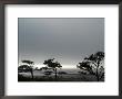 Wind Beaten Trees And Gray Weather At Kalaloch Beach, Olympic National Park, Washington State, Usa by Aaron Mccoy Limited Edition Print