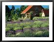 Lavender Field And Gift Shop, Sequim, Washington, Usa by Jamie & Judy Wild Limited Edition Print
