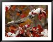 Male American Robin In Black Hawthorn, Grand Teton National Park, Wyoming, Usa by Rolf Nussbaumer Limited Edition Pricing Art Print