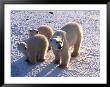 Polar Bear Mother & Cubs, Thalarctos Maritimus by Robert Franz Limited Edition Print