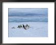 Dogsled Dogs At Rest by Norbert Rosing Limited Edition Pricing Art Print