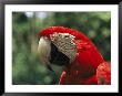 A Portrait Of A Scarlet Macaw In Venezuela by Ed George Limited Edition Print