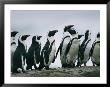 A Group Of Jackass Penguins Stands Upright On A Rock by Chris Johns Limited Edition Print