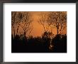 Sunset Through Trees, By Bohai Sea, Qinhuangdao, Hebei Province by Raymond Gehman Limited Edition Print