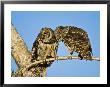 Barred Owl, Pair Bonding, Florida, Usa by Stan Osolinski Limited Edition Print
