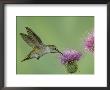 Female Anna's Hummingbird At Thistle, Paradise, Chiricahua Mountains, Arizona, Usa by Rolf Nussbaumer Limited Edition Pricing Art Print