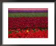 Tulips In Keukenhof Gardens, Amsterdam, Netherlands by Keren Su Limited Edition Print