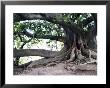 Tree With Roots And Graffiti In Park On Plaza Alverar Square, Buenos Aires, Argentina by Per Karlsson Limited Edition Print