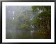 Great Egret Reflected In Foggy Cypress Swamp, Lake Martin, Louisiana, Usa by Arthur Morris Limited Edition Print