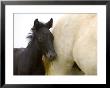 Detail Of White Camargue Mother Horse And Black Colt, Provence Region, France by Jim Zuckerman Limited Edition Print