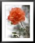 Peach Rose by Nicole Katano Limited Edition Pricing Art Print