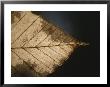 A Close View Of A Leaf In Autumn Colors by Roy Gumpel Limited Edition Pricing Art Print