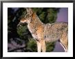 Coyote (Canis Iatrans), Grand Canyon National Park, Usa by Mark Newman Limited Edition Print