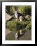Lynx Reflected Sitting At Waters Edge, In Captivity, Minnesota Wildlife Connection, Minnesota, Usa by James Hager Limited Edition Print