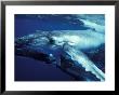 Humpback Whale With Calf by Amos Nachoum Limited Edition Print