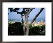 Old Town Seen From The Citadelle, Presqu'ile De St. Tropez, Var, Provence by Bruno Barbier Limited Edition Print