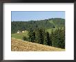 Landscape In The Black Forest (Schwarzwald), Baden-Wurttemberg, Germany by Gavin Hellier Limited Edition Print