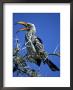 Yellow Billed Hornbill (Tockus Flavirostris), Etosha National Park, Namibia, Africa by Thorsten Milse Limited Edition Print