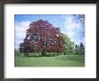 Copper Beech Tree, Croft Castle, Herefordshire, England, United Kingdom by David Hunter Limited Edition Print