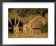 Giraffe Family, (Giraffa Camelopardalis), Kaokoveld, Namibia, Africa by Thorsten Milse Limited Edition Print