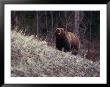 Grizzly Bear by Bobby Model Limited Edition Print
