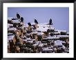 American Bald Eagles Perch On A Stack Of Snow-Covered Logs by Klaus Nigge Limited Edition Print